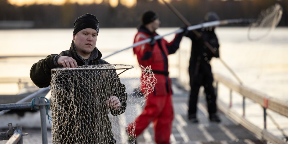 Kolme ihmistä laiturilla. Kaikilla käsissään pitkän varren päässä oleva haavi. Etualalla olevan miehen haavi on kohti kameraa, kaksi taustalla olevaa laittavat lippojaan veteen.