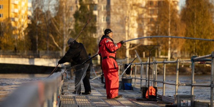 Vaellussiian lippoaminen alkaa taas – lippotapahtuma Kuusisaaressa lauantaina