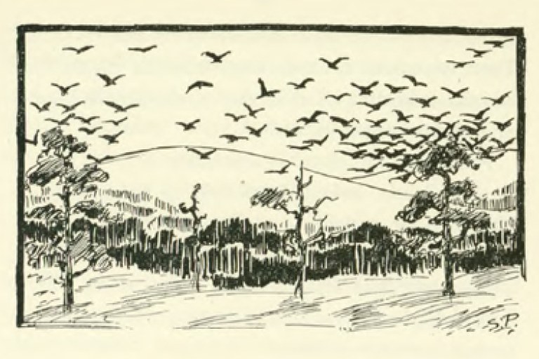 Piirroskuva, jossa tunturimaisema ja paljon lentäviä lintuja.