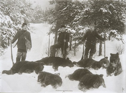 Vanha, mustavalkoinen valokuva, jossa metsästäjiä usean kuolleen karhun ympärillä.